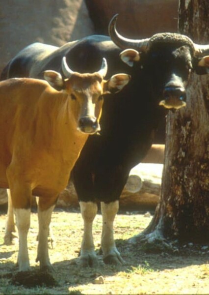 Banteng photo