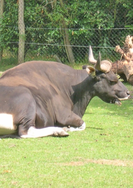 Banteng