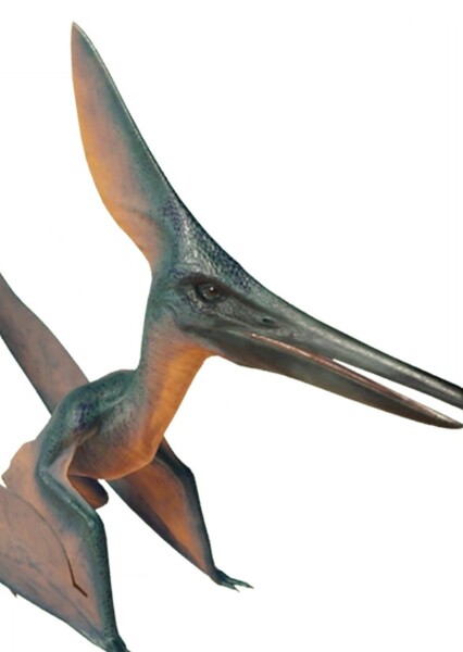 Barbaridactylus photo