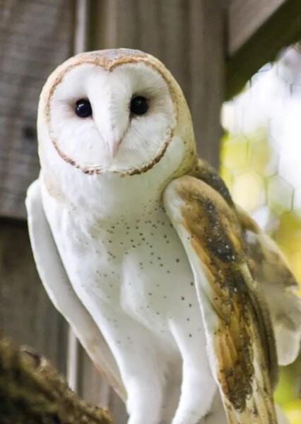 Barn Owl