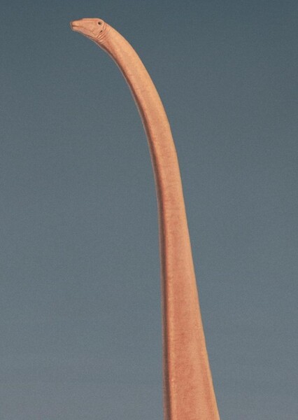 Barosaurus photo