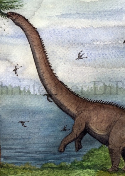Barosaurus photo