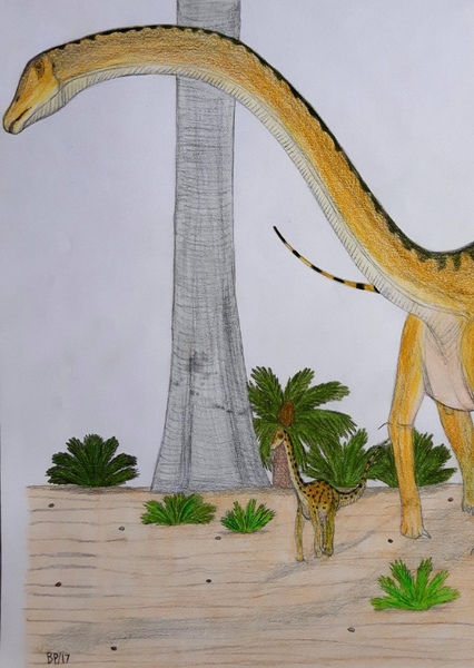 Barosaurus photo