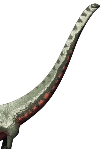 Barosaurus photo