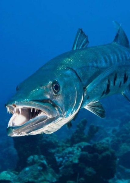 Barracuda photo