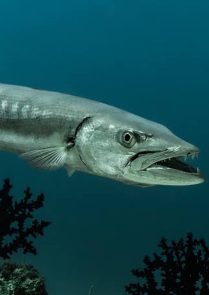 Barracuda photo
