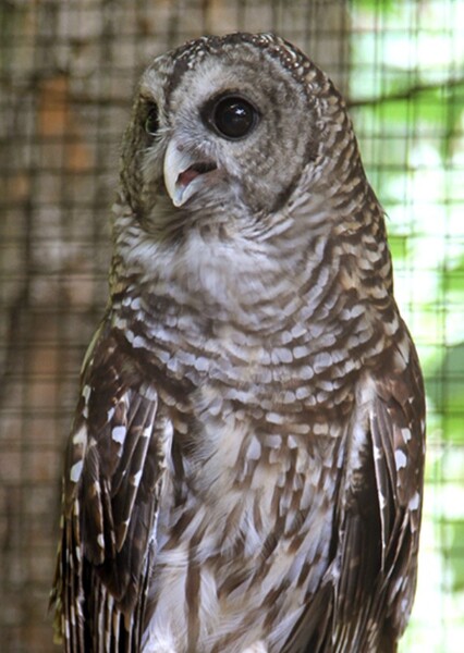 Barred Owl