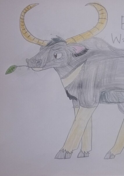 Barry the Water Buffalo