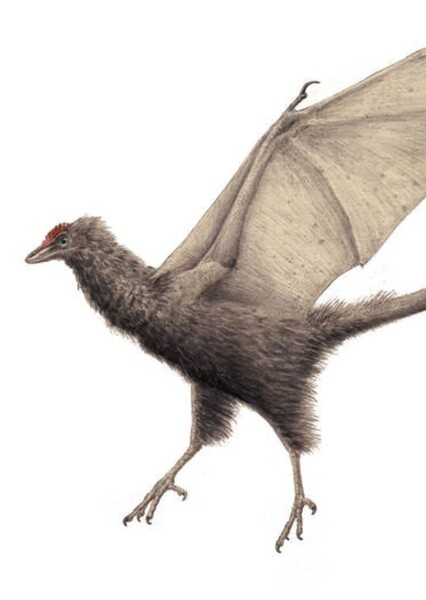 Basilisk photo