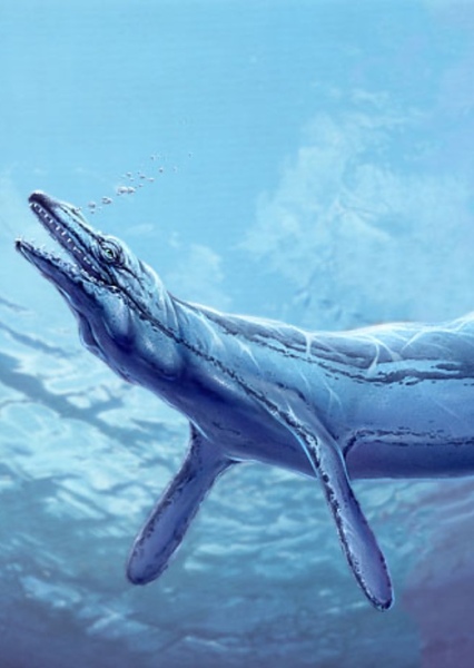 Basilosaurus photo