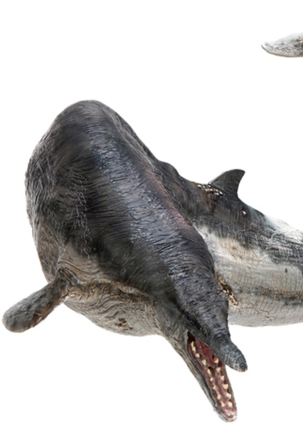 Basilosaurus photo