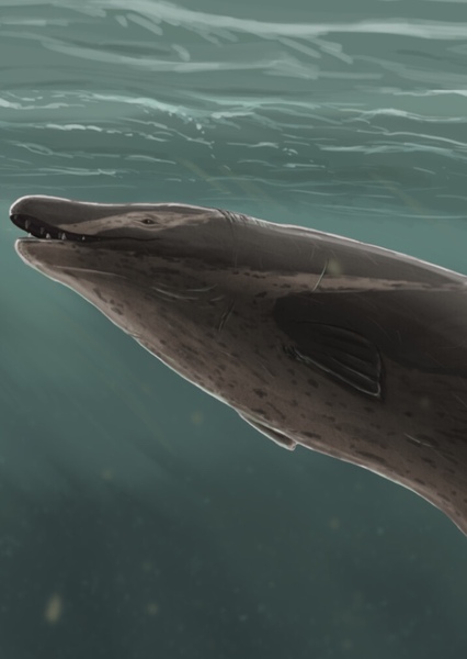 Basilosaurus photo