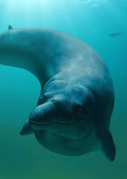 Basilosaurus photo
