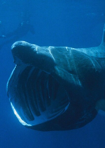 Basking Shark