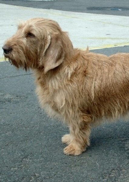Basset Fauve de Bretagne