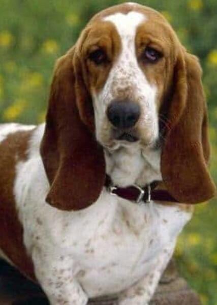 Basset Hound photo