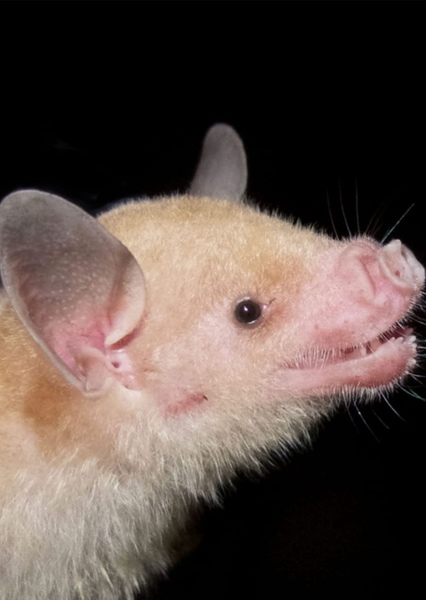Bat (Animal) photo