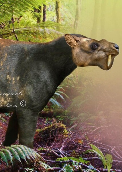 Bathyopsis