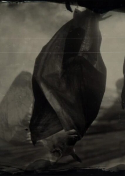 Bats photo