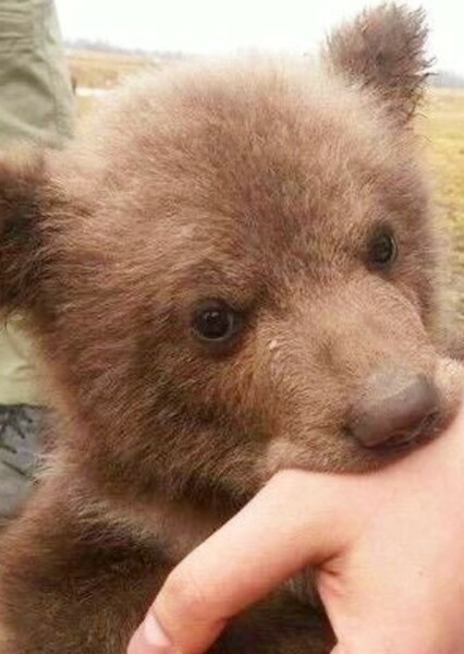 Bear photo