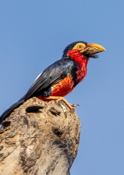 Bearded Barbet