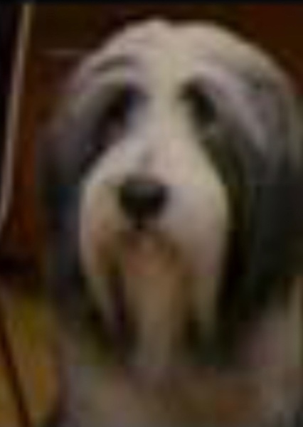 Bearded Collie photo
