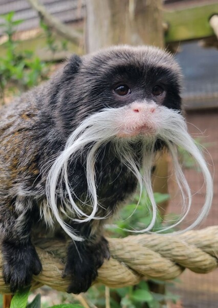 Bearded Emperor Tamarin