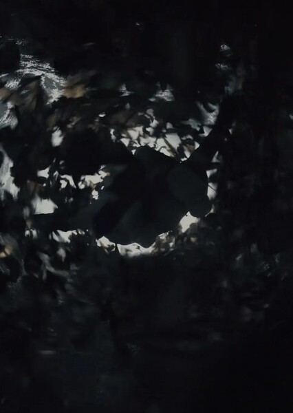 Beautiful Lie