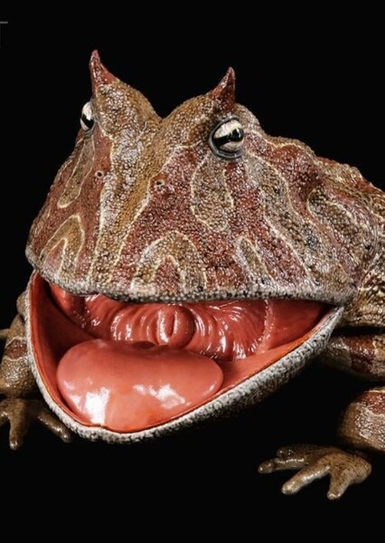 Dinosaurs of Madagascar