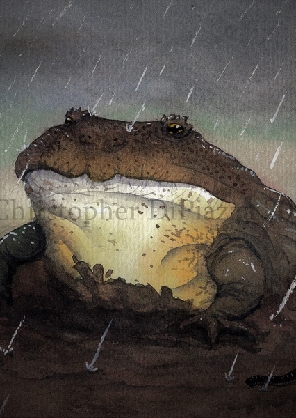 Beelzebufo photo