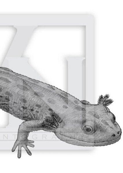 Beiyanerpeton