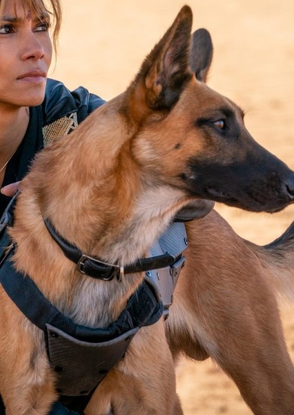 Belgian Shepherd photo