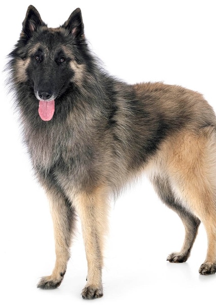 Belgian Tervuren photo