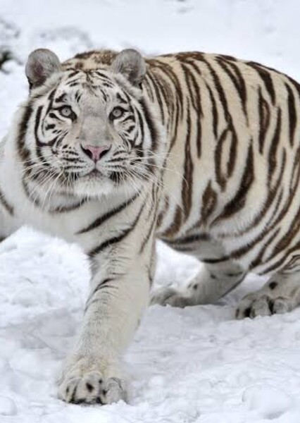 Bengal Tiger photo