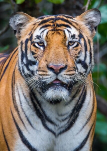 Bengal Tiger photo