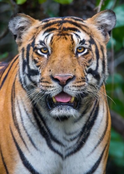 Bengal Tiger