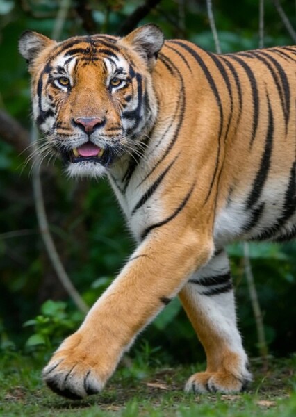 Bengal Tiger