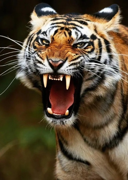 Bengal Tiger