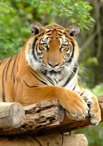 Bengal Tiger photo