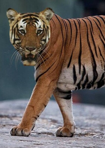 Bengal Tiger photo