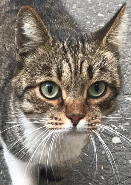 Benitaniska photo