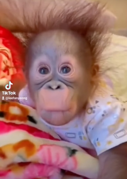 Benjamin (Orangutan) photo