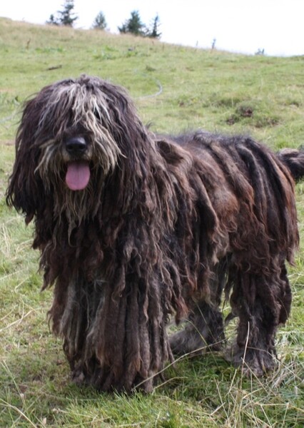 Bergamasco Shepherd