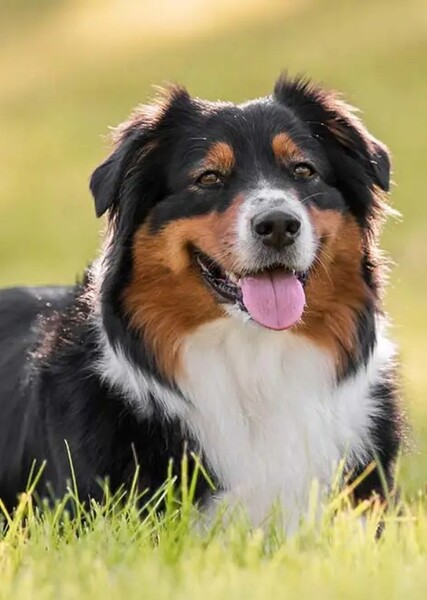 Bernese Mountain Dog photo