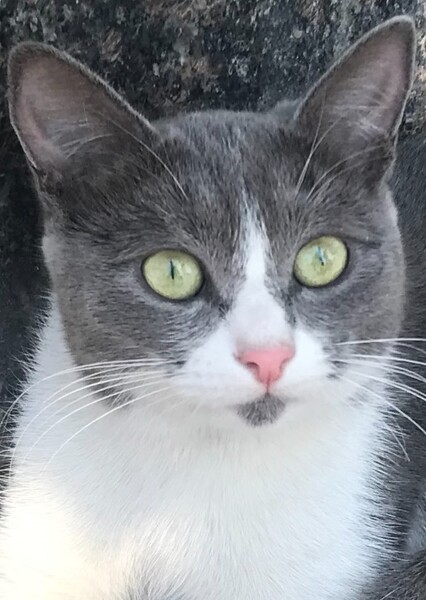 Betelgeuse