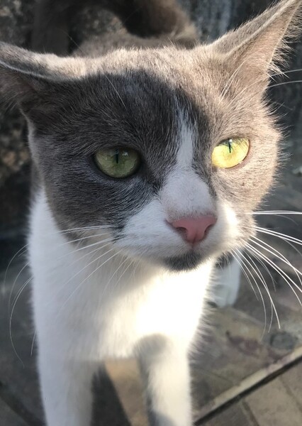 Betelgeuse (cat) photo