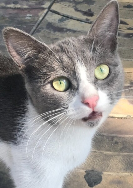 Betelgeuse (cat) photo