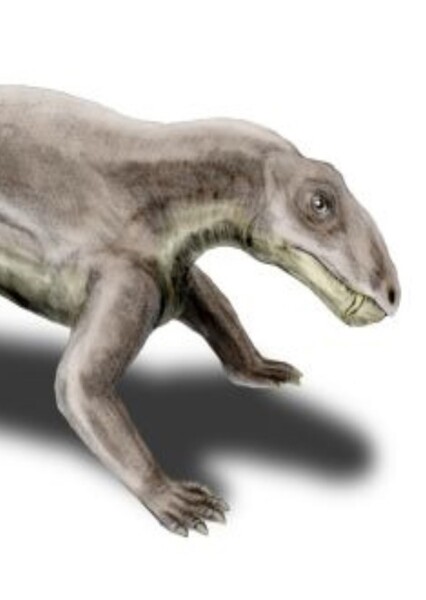 Biarmosuchus