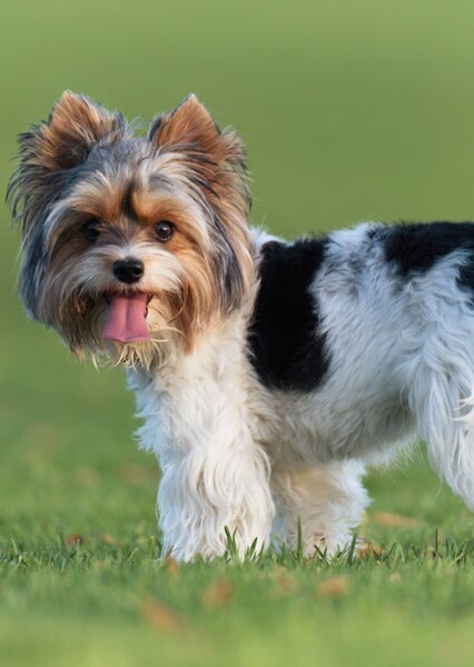 Biewer Terrier