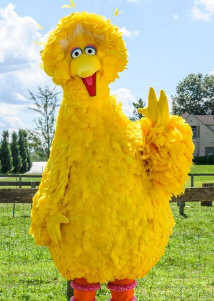 Big Bird photo